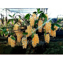 石斛论斤卖 球花玫瑰铁皮鼓槌竹叶金钗蜂腰麝香报春天宫密花石斛 球花石斛一斤 裸根不带土