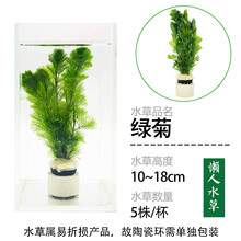 鱼缸懒人水草活体植物水榕沉木莫斯真水草种子水族箱造景装饰套餐 绿菊带陶瓷环(买1送1)