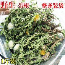 蒲公英野生全草整株颗棵带根新鲜干的天然特级婆婆丁蒲公英花茶共计500g