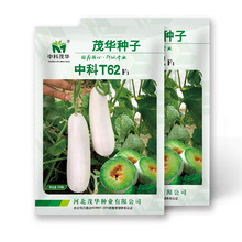 中科茂华瓜果种子中科T62甜瓜种子皮色灰白果肉黄绿色替代博洋61类型香瓜种子2000粒