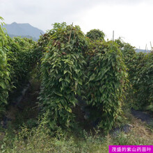 紫山药新鲜现挖江西农家蔬菜当季紫色脚板薯大薯紫玉淮山毛薯1000g 2500g