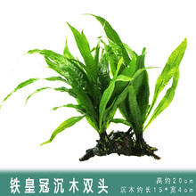 懒人水草新手鱼缸造景水草植物水榕水草水族箱造景沉木装饰活 铁皇冠+沉木2头