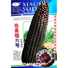 晓富珍黑糯六号玉米种子薄皮大棒粘甜香软营养农家春秋播精选 晓富珍黑糯六号原装100克x5袋