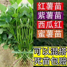 菜友红薯苗100颗蜜薯紫薯苗脱毒烟薯25苗秧黄心红心糖心西瓜红长度20厘米 100颗普薯32西瓜红
