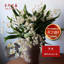 东郡贸易国兰 跳舞香水文心兰 梦香 冬带浓香味花苞 精品文心兰花苗室内好养鲜花卉盆栽办公室绿植物盆景 中盆开米白色花2-4苗，原培养基发货
