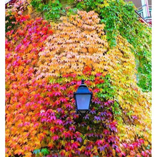 纳格兰爬山虎种子 爬山虎种孑种子爬藤植物爬山虎苗籽室内小叶三叶户外红叶盆栽 三叶爬山虎种子100粒+肥)