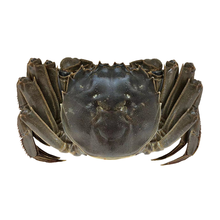 10只超大3.5两公2.5两母螃蟹鲜活大闸蟹特大可全母洪泽湖毛蟹