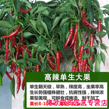 野山椒种子 商品搜索 京东 野山椒种子 商品搜索 京东
