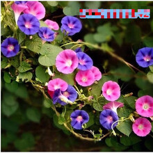 纳格兰牵牛花种子大花朵牵牛花种子爬藤花卉阳台庭院花种子植物花籽混色盆栽喇叭花 牵牛花混色500粒+1包肥料