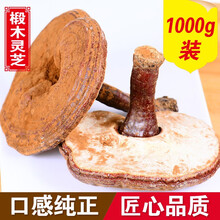 滋真堂 灵芝东北长白山椴木赤灵芝 带粉灵芝林下整枝灵芝泡酒 椴木灵芝1000g