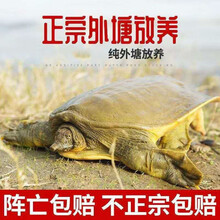 外塘大甲鱼活体生态王八中华鳖鲜活老鳖团鱼特产滋补品 活动款：外塘青鳖1.8斤
