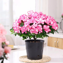 金之春 杜鹃花苗 四季开花带花苞发货盆栽花卉 室内客厅阳台绿色植物盆景 5年苗西玛杜鹃原盆