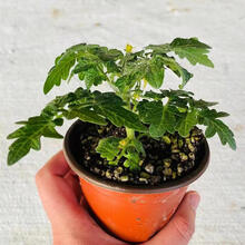 矮生樱桃小番茄种子圣女果苗西红柿苗阳台春四季盆栽蔬菜种籽孑 盆栽红矮生苗2盆 每盆1棵