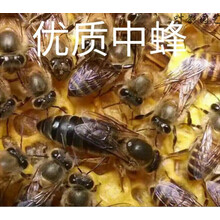 蜂王王新王中蜂种蜂王中蜂活体产卵新开产王中蜂王活体蜜蜂群 土蜂王