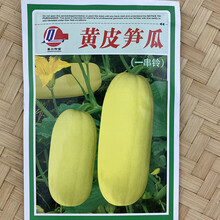 黎昕  高产黄皮大笋瓜种子大南瓜白玉瓜角瓜种籽春秋季四季吊瓜蔬菜种孑 黄皮笋瓜10克原装 约75粒