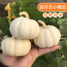 金枝恋  日本贝贝南瓜种子苗板栗味迷你绿贝贝小南瓜种孑春秋蔬菜南瓜种籽 白贝贝南瓜5粒