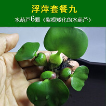 鱼缸浮萍水草活体水生植物浮性除NO3净化水质微景观水族箱满 浮萍套餐九