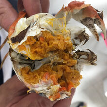 安小离顺丰大闸蟹螃蟹鲜活现货海鲜水产镇特大蟹清水河蟹单只 元一只母蟹(4-3.5两)