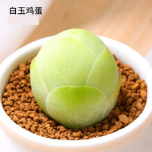 多肉种子山地玫瑰种子多肉植物种子多肉山地玫瑰花卉种子阳台种植 白玉鸡蛋20粒