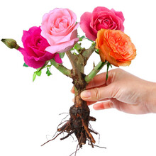 金之春 玫瑰花苗大花6年苗盆栽蔷薇绿植物月季花苗 6颗卡罗拉