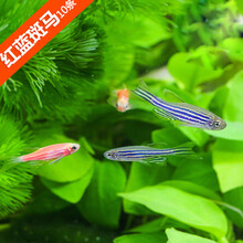 小型热带鱼观赏鱼红绿灯科鱼群游红蓝荧光斑马鱼冷水鱼练手活体鱼 30条红蓝混装（3-4cm）