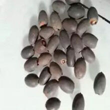 无土睡莲 无土水培碗莲种苗藕种睡莲荷花种子水养植物小型迷你莲花种籽 混装60粒【不含其他】 裸根不带土