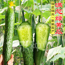 传统老黄瓜种子水果蔬菜种籽孑旱黄瓜农家生吃春秋季早熟 绿心黄瓜/原包装80粒