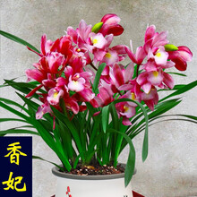 超香兰花 蓝宝石 当年开花 满屋飘香兰花苗 大花室内四季常青花卉 5苗连体【香妃】