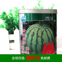 早佳8424高产西瓜种子种籽苗早熟麒麟南方四季盆栽秧孑种植嫁接 新优三号 8424西瓜种子 100g/桶