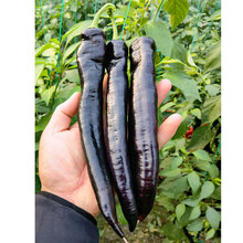 尖椒种籽种子辣椒种羊角椒特大四季孑蔬菜盆栽新品秋冬南方种秧苗 黑紫色羊角椒种子 100粒简装