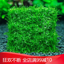 鱼缸沉木造景莫斯水草散装莫丝阴性活体植物火焰大三角鹿角苔垂泪 爬地莫斯8*8一片 拍5片送1片
