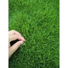 狗牙根草坪种子净种子草籽百慕大狗芽根低矮不用修剪耐践踏  硕雅园艺 狗牙根/斤【耐寒耐旱】