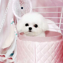 纯种茶杯型比熊犬幼犬活体法国卷毛比熊犬玩具比熊宝宝白色比熊狗小体比熊犬活体宠物狗狗比熊犬公母均有 比熊 公