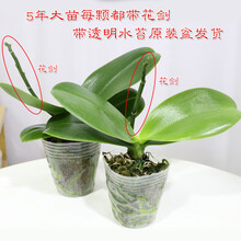 蝴蝶兰盆栽大花苗花卉植物室内花好养的花 2.5寸大苗(当年开花品种随机)鹅蛋盆() 不含盆