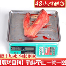 【顺丰加冰 鹿场直销】2020鲜鹿茸整枝新割鹿茸鹿茸片正宗鹿鞭泡酒可切连刀片梅花鹿茸新鲜鹿茸 新鲜鹿茸825g一枝