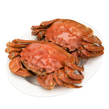 【全母特大蟹满黄】5.0-2.0两苏州大闸蟹鲜活螃蟹活体超大蟹礼盒2 (全母3.0-2.5两)8只