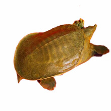 艚旺 甲鱼活体王八活生态食用老鳖团青黄色生新鲜土鳖水产王八活的王八 青黄色(或土黄色) 1斤5两(4年以上)