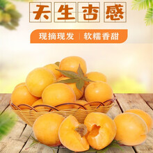 花杏子 价格 图片 品牌 怎么样 京东商城 花杏子 价格 图片 品牌 怎么样 京东商城