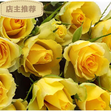 劲胜（JIN SHENG） 现货 玫瑰花苗四季开花庭院阳台桌面绿植盆栽花卉观花植物室内花蔷薇月季 金凤凰