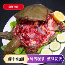 现杀外塘甲鱼放养老鳖  王八真空包装 【顺丰】2.5斤现杀真空包装 温室养殖甲鱼(青黑背)整只