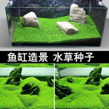 爬地矮珍珠爬地珍珠水草种子金鱼草金鱼藻挖耳草鱼缸水草趴地珍珠 10号海带榕1000粒