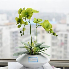 蝴蝶兰盆栽花苗植物室内兰花花卉绿植盆景当年开花精品大花 绿苹果 蓝精灵+透明原盆+原土