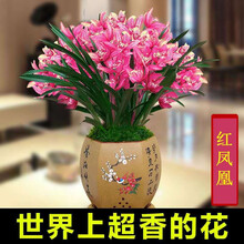 世界超香兰花 蓝宝石 四季开花 室内盆栽花卉绿植 红凤凰4苗连体裸根