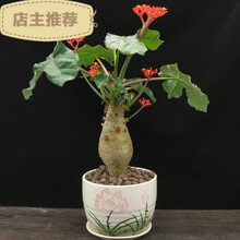 劲胜（JIN SHENG） 佛肚海棠盆栽植物大肚海棠花苗庭院阳台绿植美观净化空气盆景 莲花陶瓷盆 含盆