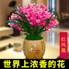 刘阁兰花苗 墨兰红花 胭脂红 夏带浓香花苞出售好养花卉盆栽 红凤凰3苗连体