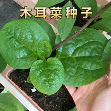 山谷里的居民 大叶木耳菜种子小青菜阳台盆栽菜种蔬菜种籽四季种植秧孑夏季菜苗 木耳菜种子一包（约100粒）