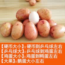 云南小土豆新鲜5/10斤农家自种黄心土豆批发蔬菜马铃薯洋芋现挖 5斤土豆 鸡蛋大小