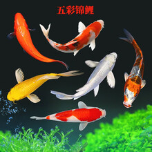 锦鲤鱼观赏鱼活体淡水鱼冷水鱼金鱼锦鲤活鱼鱼苗大正红白黄金 华狄 六六大顺(黄金2+红白2+三色2) 8-10cm