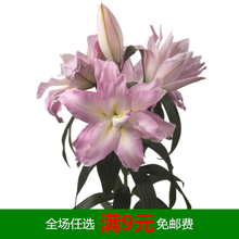 浓香香水百合花种球盆栽花卉种子重瓣多花苞室内阳台庭院四季开花 情缘(重瓣) 12+