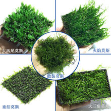 鱼缸懒人水草活体植物淡水有茎草缸造景水族箱中后景绿菊直接沉底 丹麦榕多孔石